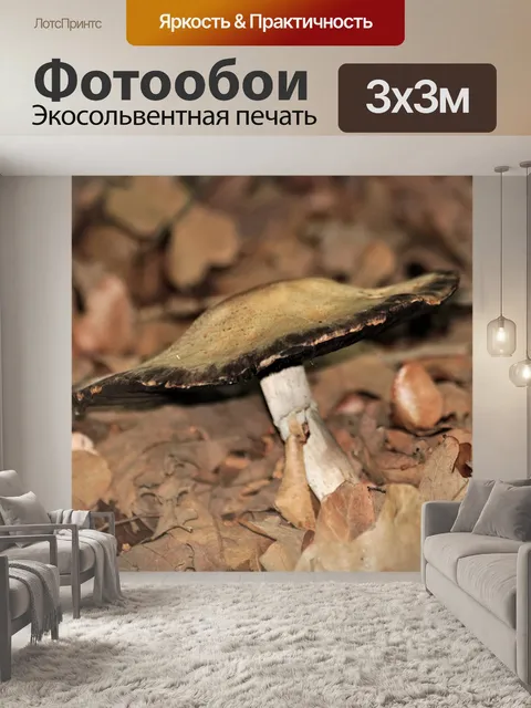 Фотообои Желтый и черный гриб крупным планом