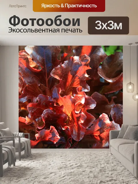 Фотообои красный салат в свете