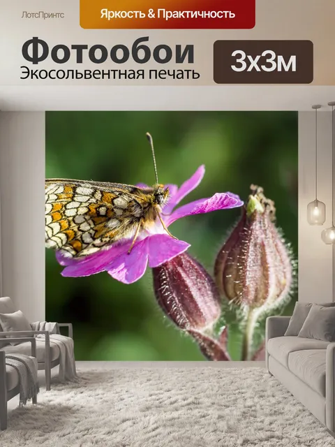 Фотообои Маленькая жемчужина-граничит рябчик
