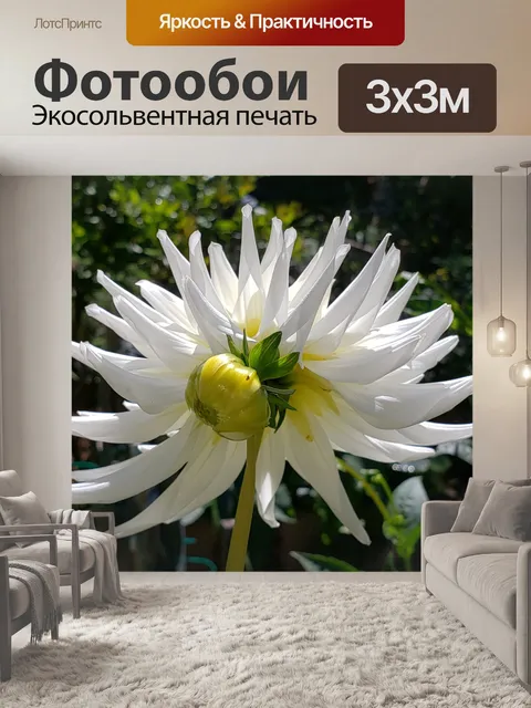 Фотообои Цветок белой георгина