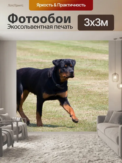 Фотообои Собака Ротвейлер