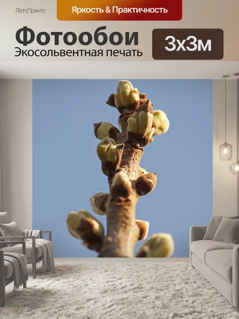 Фотообои соцветие на кончике дерева