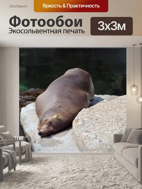 Фотообои Морские львы 05 (серия 22)