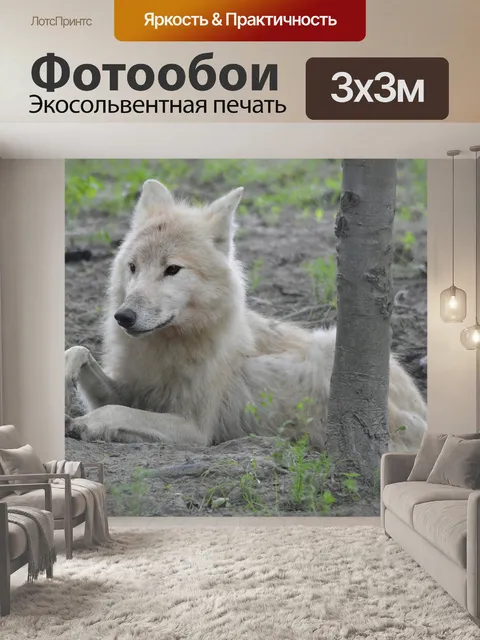 Фотообои Волк