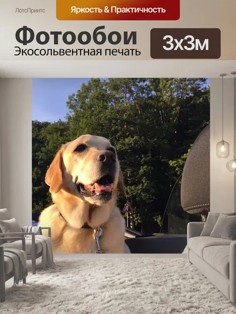 Фотообои Собака в машине