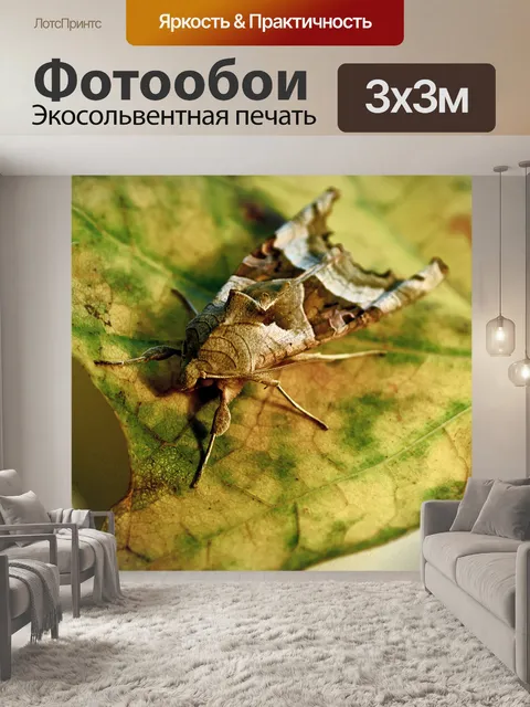 Фотообои Серая зерновая совка
