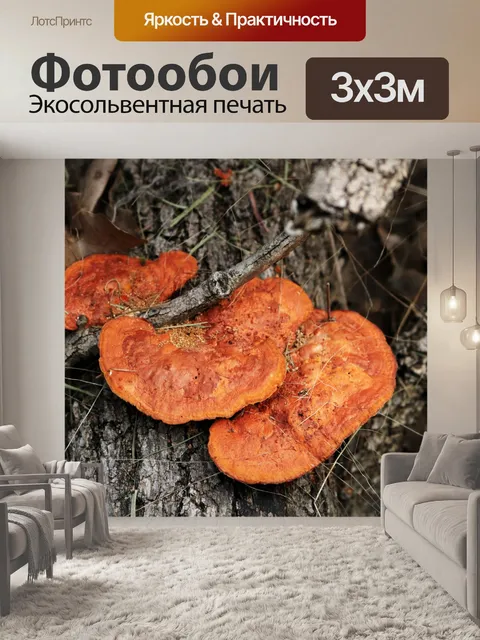 Фотообои Оранжевый Полипор Грибок на Дереве