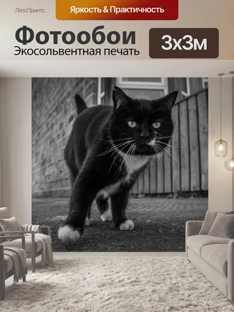 Фотообои Черная кошка