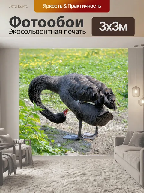 Фотообои Черные лебеди танца 01