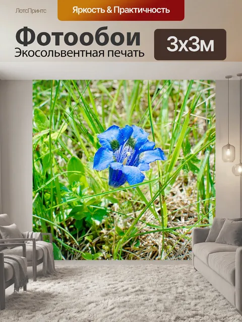 Фотообои Кластериус горечавка