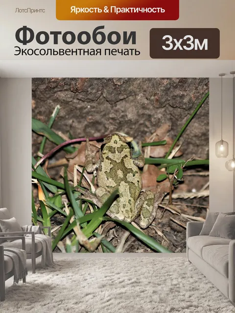 Фотообои Маленькая серая древесная лягушка в трав