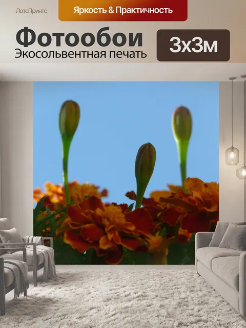 Фотообои Бархатцы