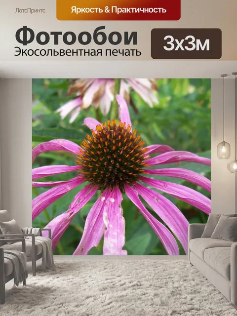 Фотообои Фиолетовый цветок крупным планом
