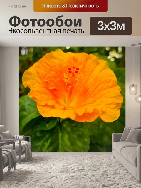 Фотообои Оранжевый цветок гибискуса