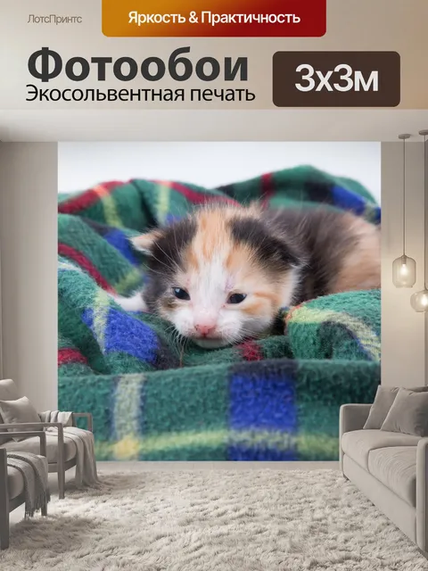 Фотообои Красивая кошка