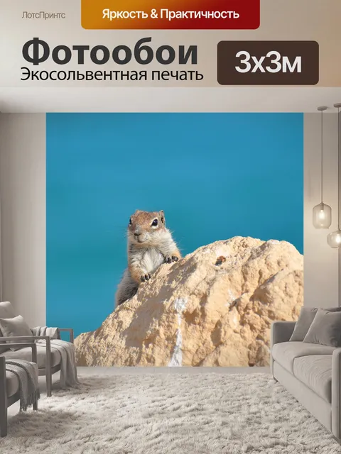 Фотообои Белка