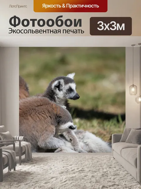 Фотообои Кошачий лемур