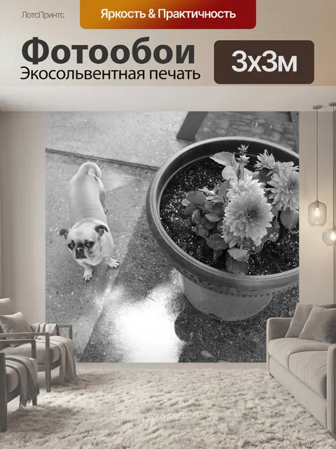 Фотообои Собака