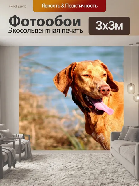 Фотообои Собака