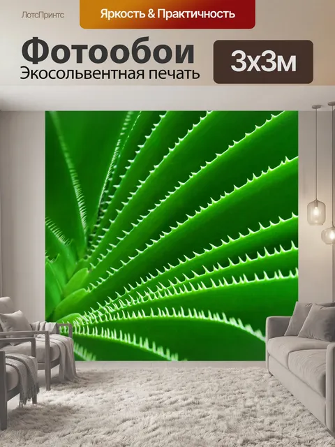 Фотообои зеленый кактус картины