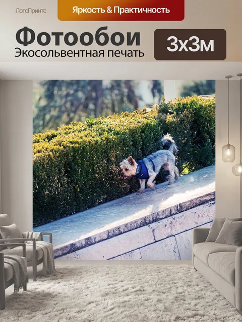 Фотообои Собака