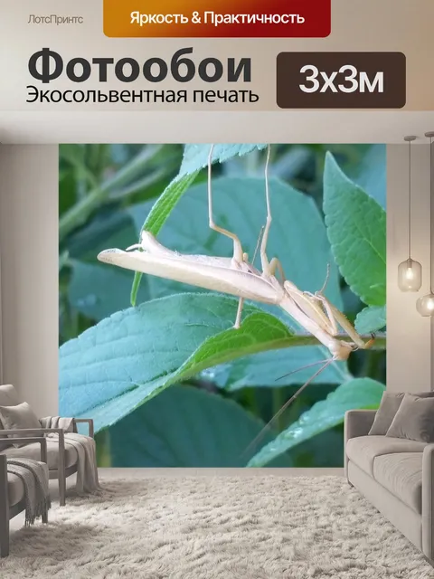 Фотообои Богомол