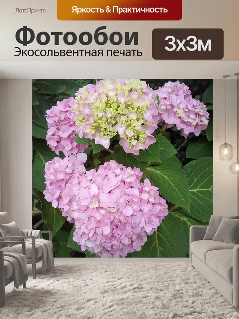 Фотообои Гортензия