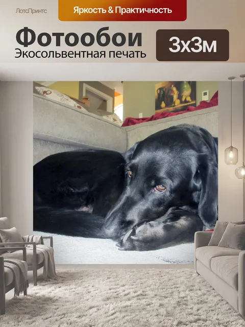 Фотообои отдыха собаки