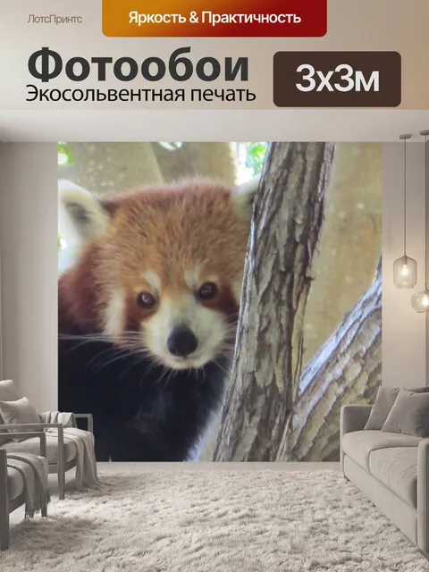 Фотообои Смазливая красной панды