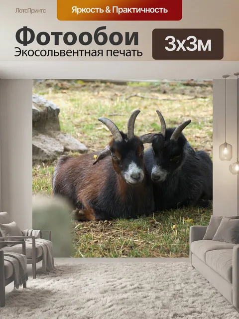 Фотообои Козы