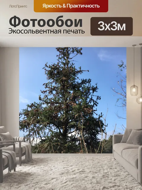 Фотообои Кедр