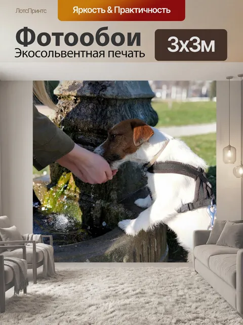 Фотообои Собака