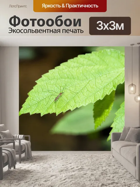 Фотообои Комар