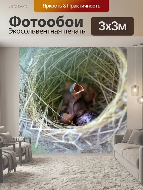 Фотообои Птичье гнездо