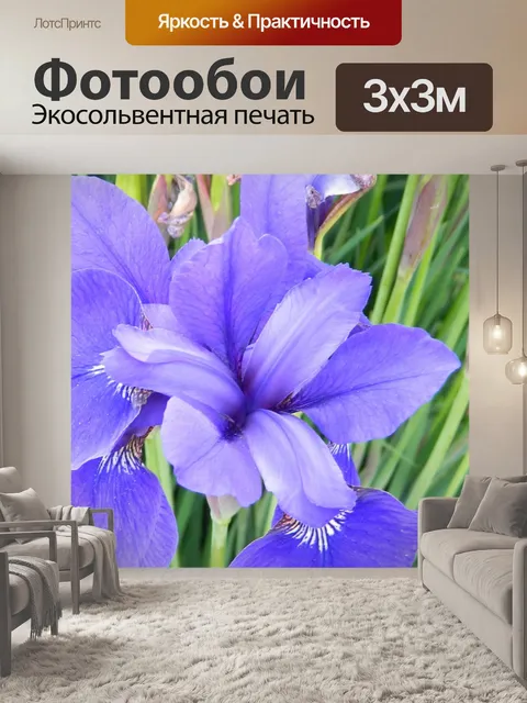 Фотообои Синий цветок ириса