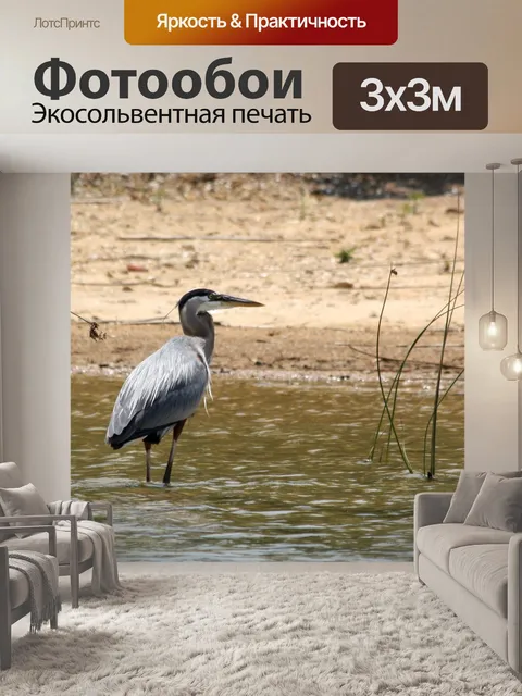 Фотообои Большая голубая цапля в озере