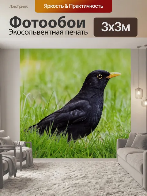 Фотообои Черный дрозд черная певчая птица