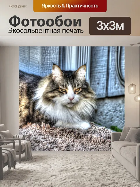 Фотообои Пушистый кот