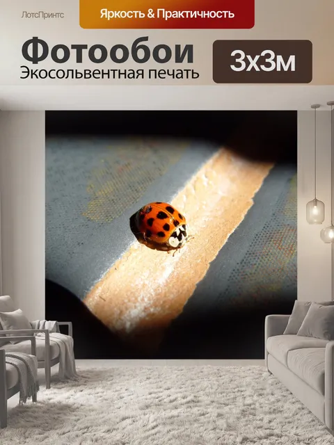 Фотообои В центре внимания Божья коровка