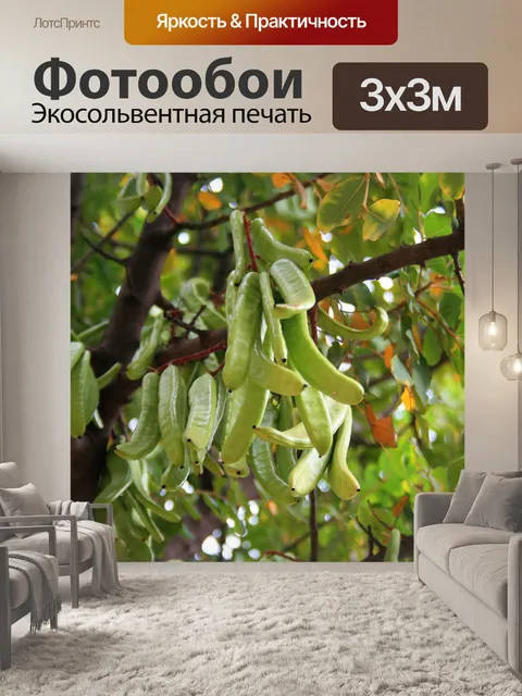 Фотообои зеленые рожкового дерева семян стручки