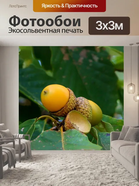 Фотообои Гроздь желудей
