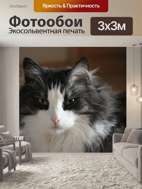 Фотообои Кот
