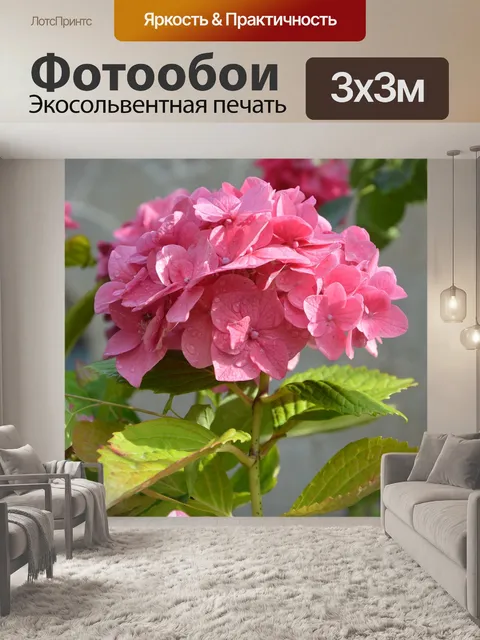 Фотообои Цветок гортензия