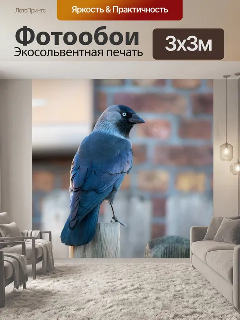 Фотообои Галка