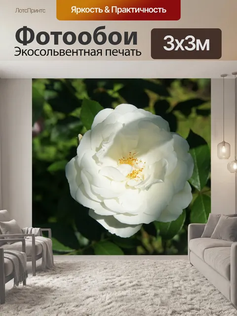 Фотообои Розовый