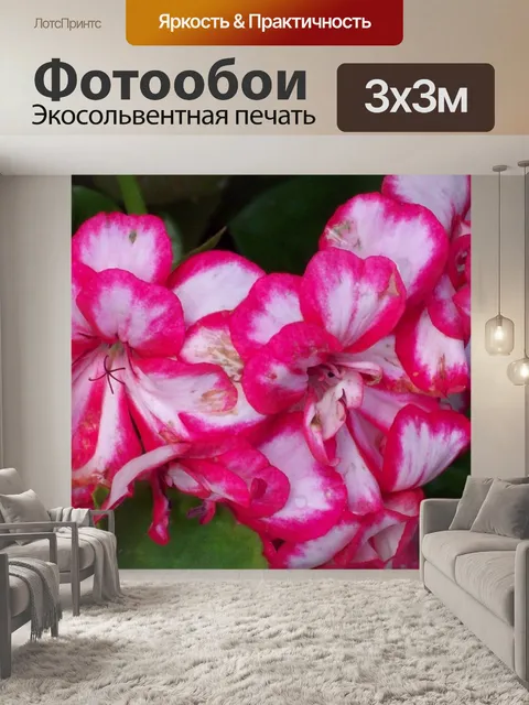 Фотообои Розовый и белый цветок