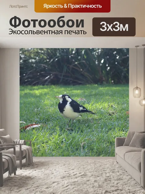 Фотообои Сорока