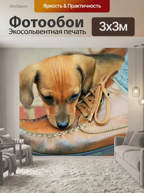 Фотообои щенок и кожаной обуви