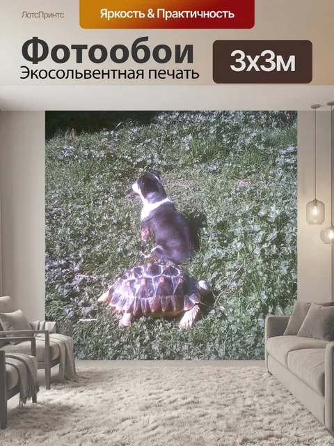 Фотообои Собака и черепаха