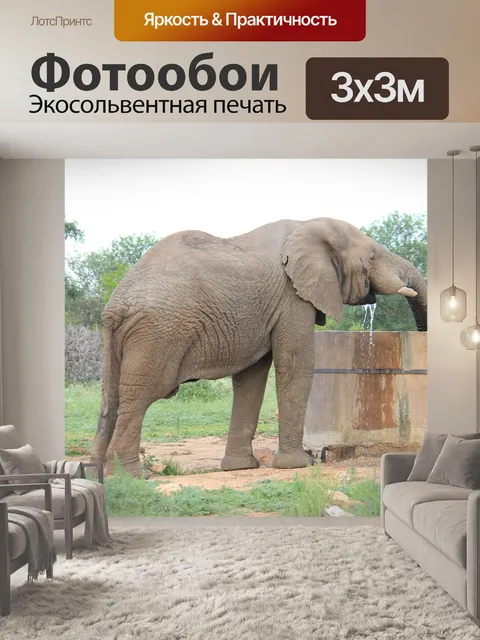 Фотообои Слон